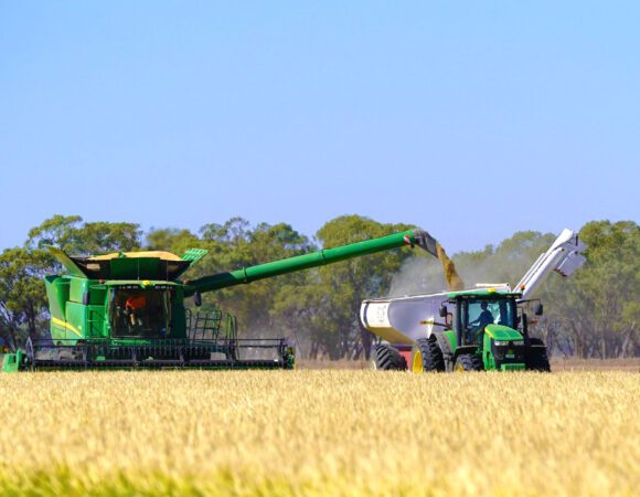 Rice Harvest