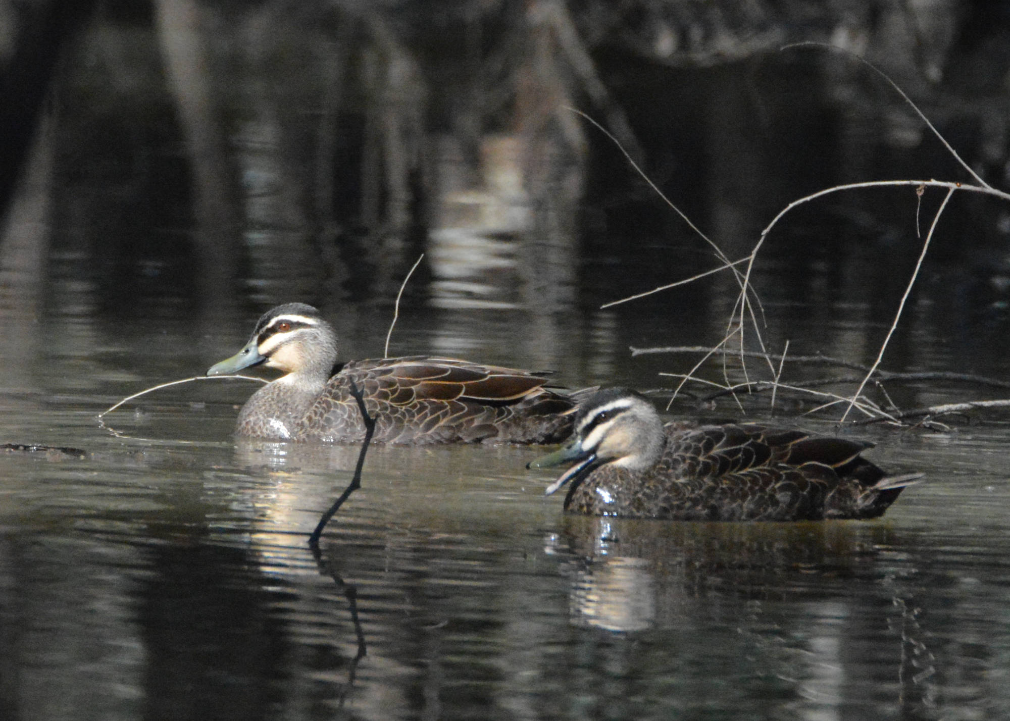 Things to Do Visit Darlington Point