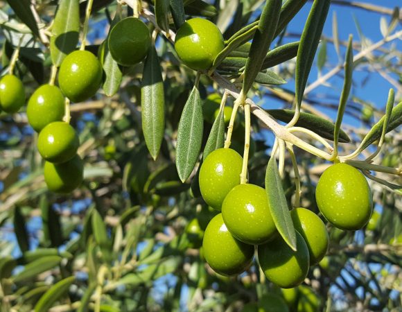 Green olivesscaled